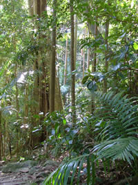 The Channon: Subtropical Rainforest